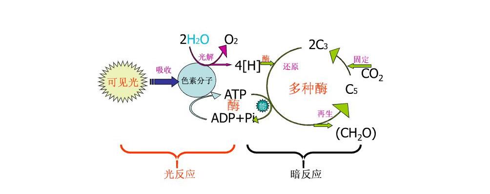 生物实验教学