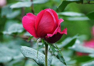 心理咨询师职业价值与专业成长路径