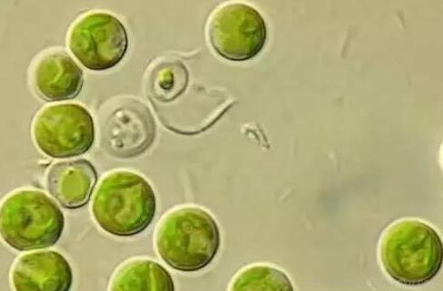生物实验教学