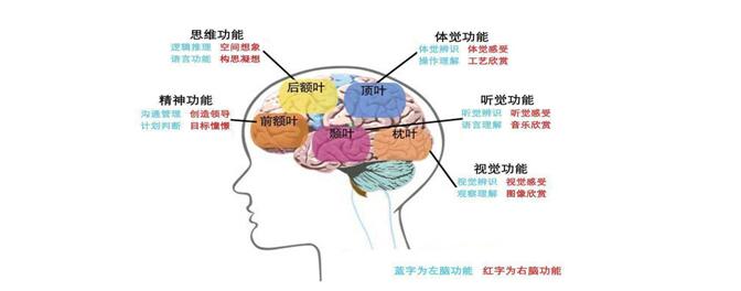 大脑功能分区示意图