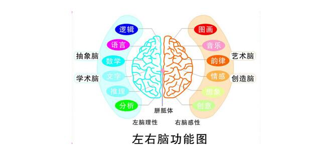 脑区协作示意图