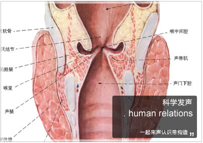 发音理论体系