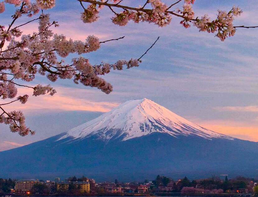 日本大学专业选择