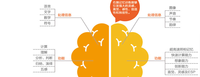 大脑发育曲线图