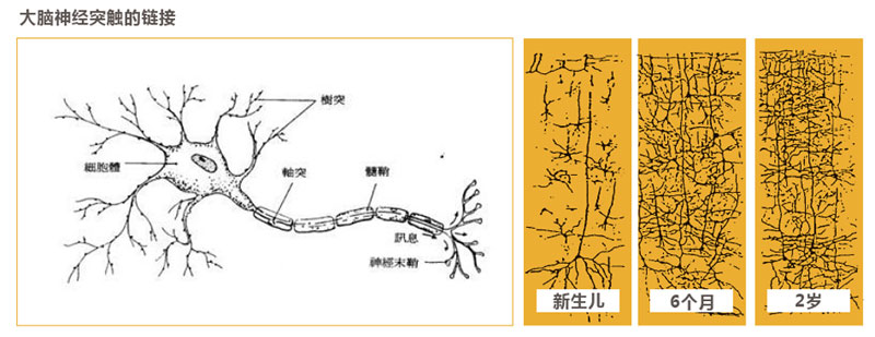 脑部训练示意图