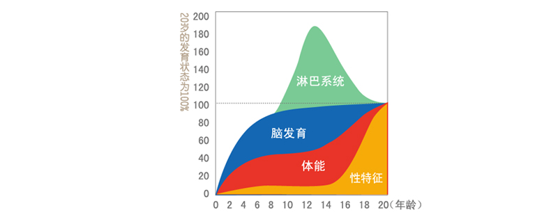 大腦發(fā)育進程