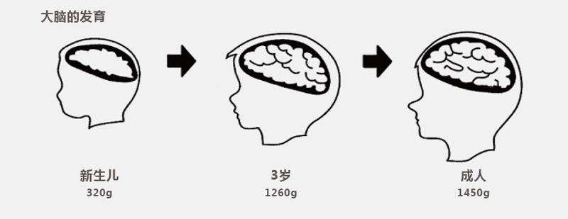 腦部發(fā)育對(duì)比