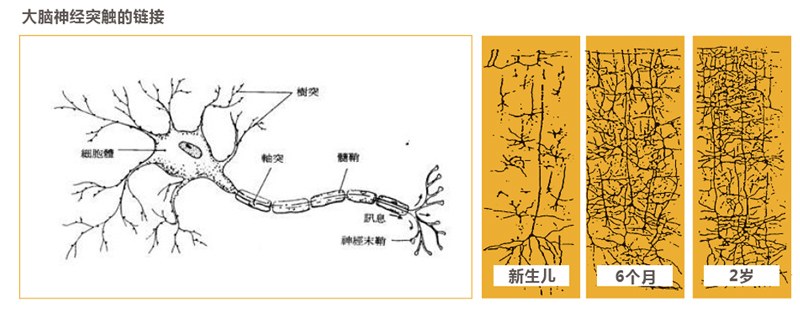 神經(jīng)元突觸結(jié)構(gòu)