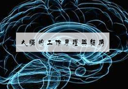 人脑记忆系统深度解析与科学训练指南