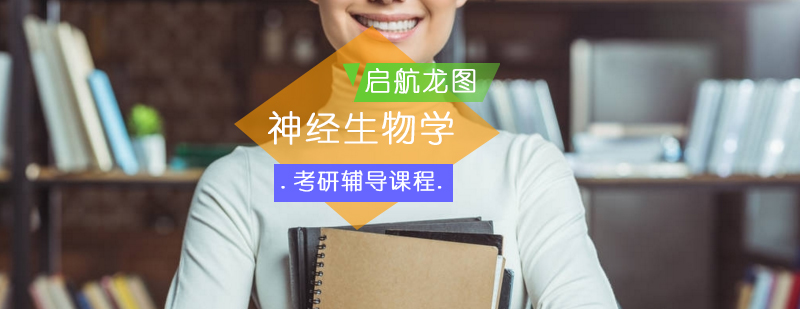 神经生物学三维教学模型