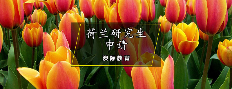 荷兰高等教育体系