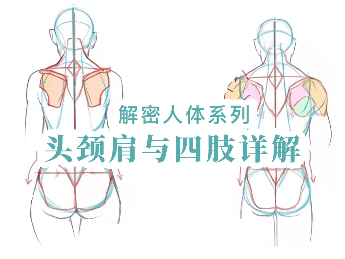 动漫手绘初学教程之头颈肩与四肢的结构讲解