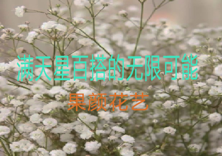 花艺师必学的满天星系统课程