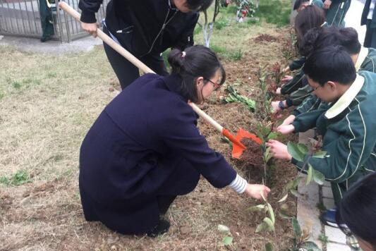 师生植树