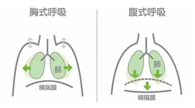 胸式呼吸动态演示