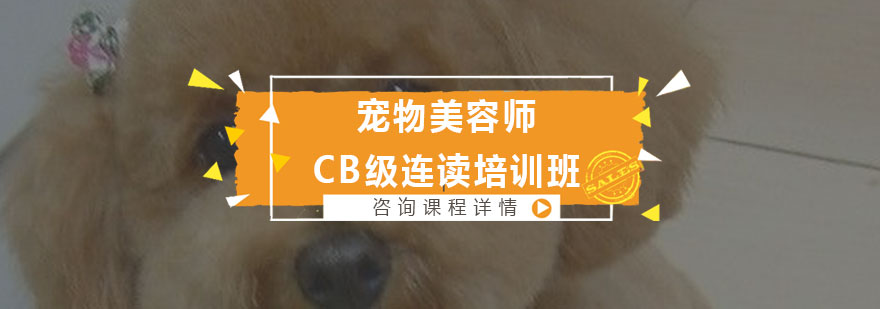宠物美容师CB级连读培训班