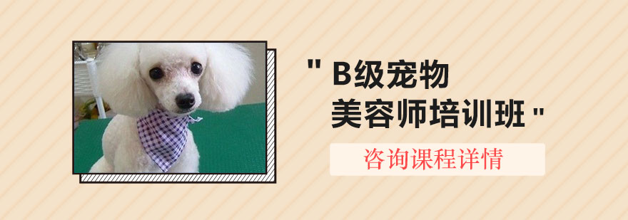 B级宠物美容师培训班