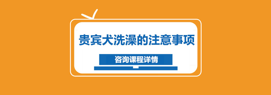 贵宾犬洗澡的注意事项