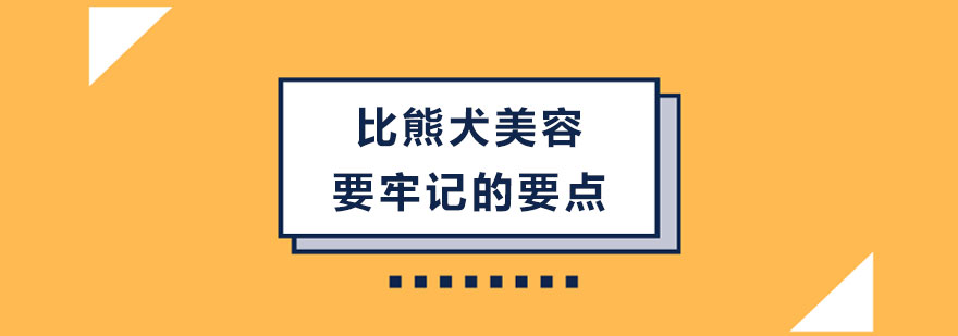 比熊犬美容要牢记的要点