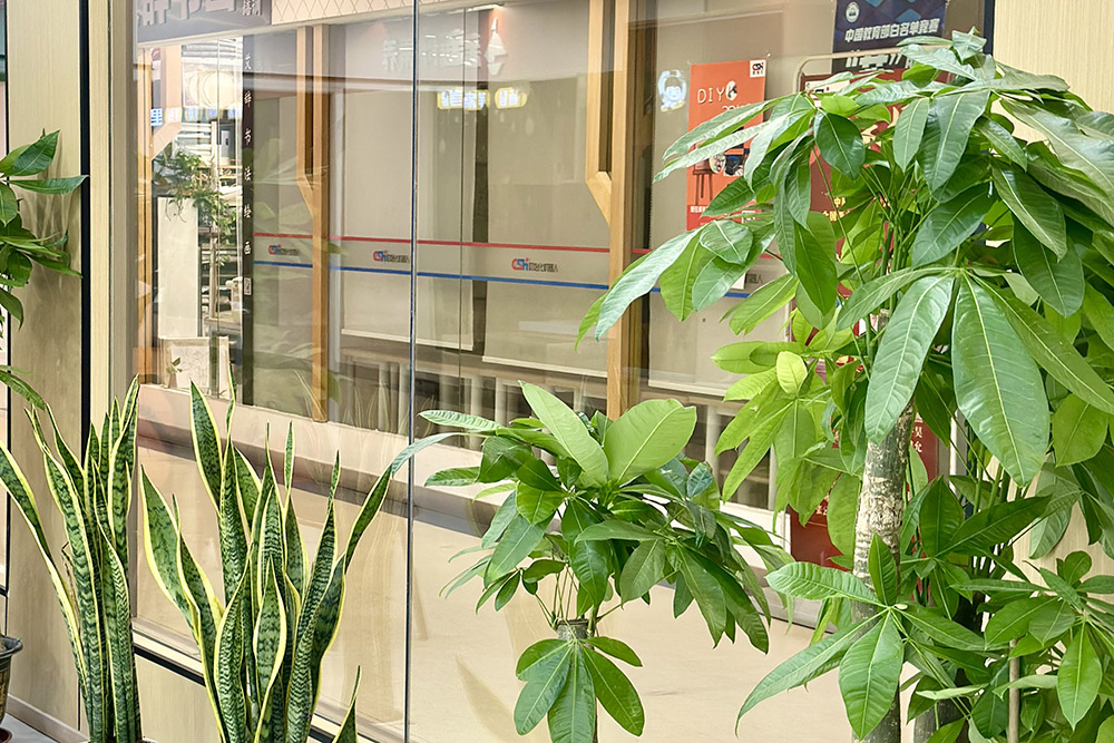 校区绿植环境